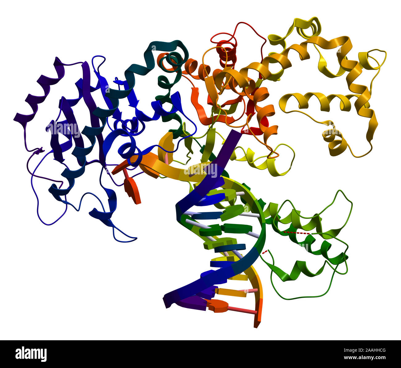 Die DNA-Polymerase I. ein Enzym, das an der DNS-Replikation beteiligt Stockfoto