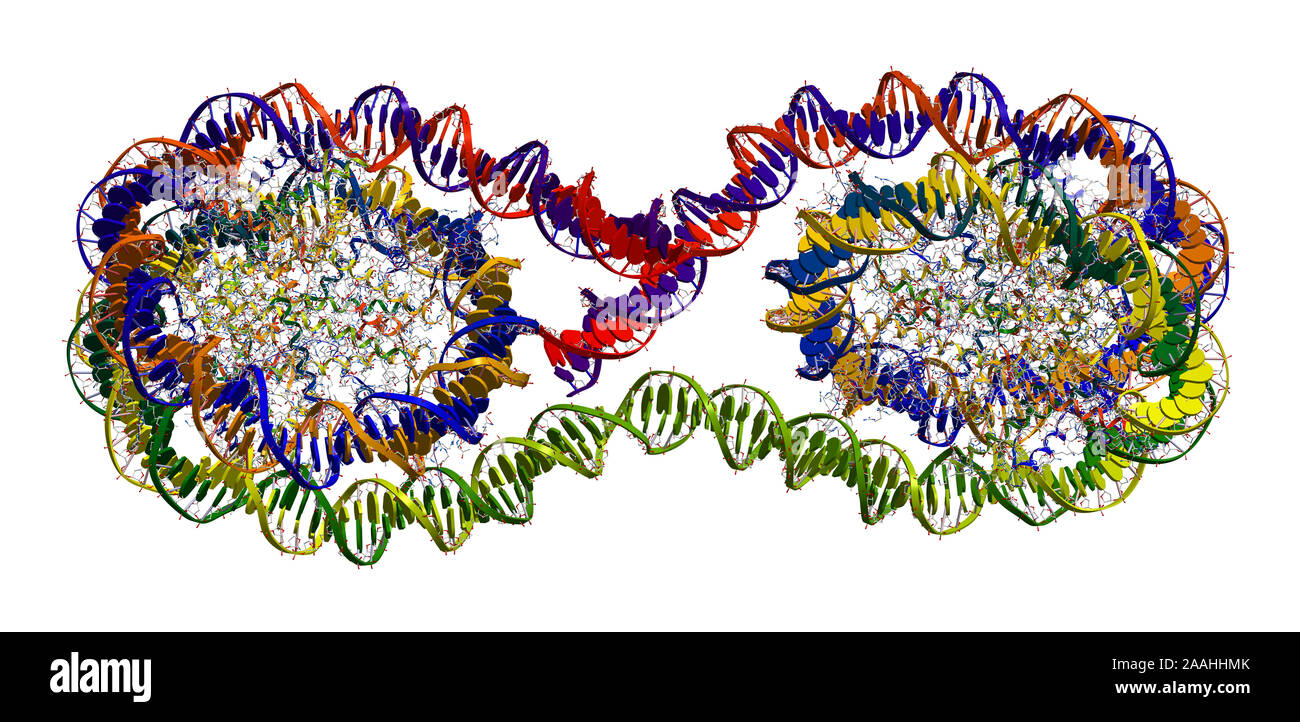 Tetranucleosome (Teil des Chromatins LWL-Verpackung der DNA im Chromosom) Stockfoto