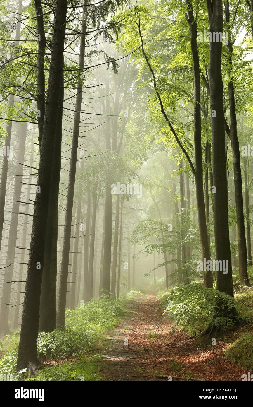 Frühjahr Wald im Sonnenschein nach ein paar Tagen Regen. Stockfoto