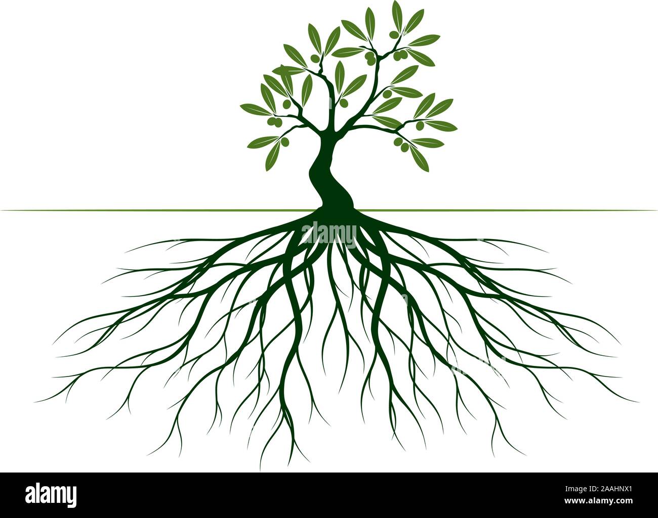 Grne Oliven Baum mit Blttern und Wurzeln. Vektor Kontur Abbildung.  Pflanze im Garten Stock-Vektorgrafik - Alamy