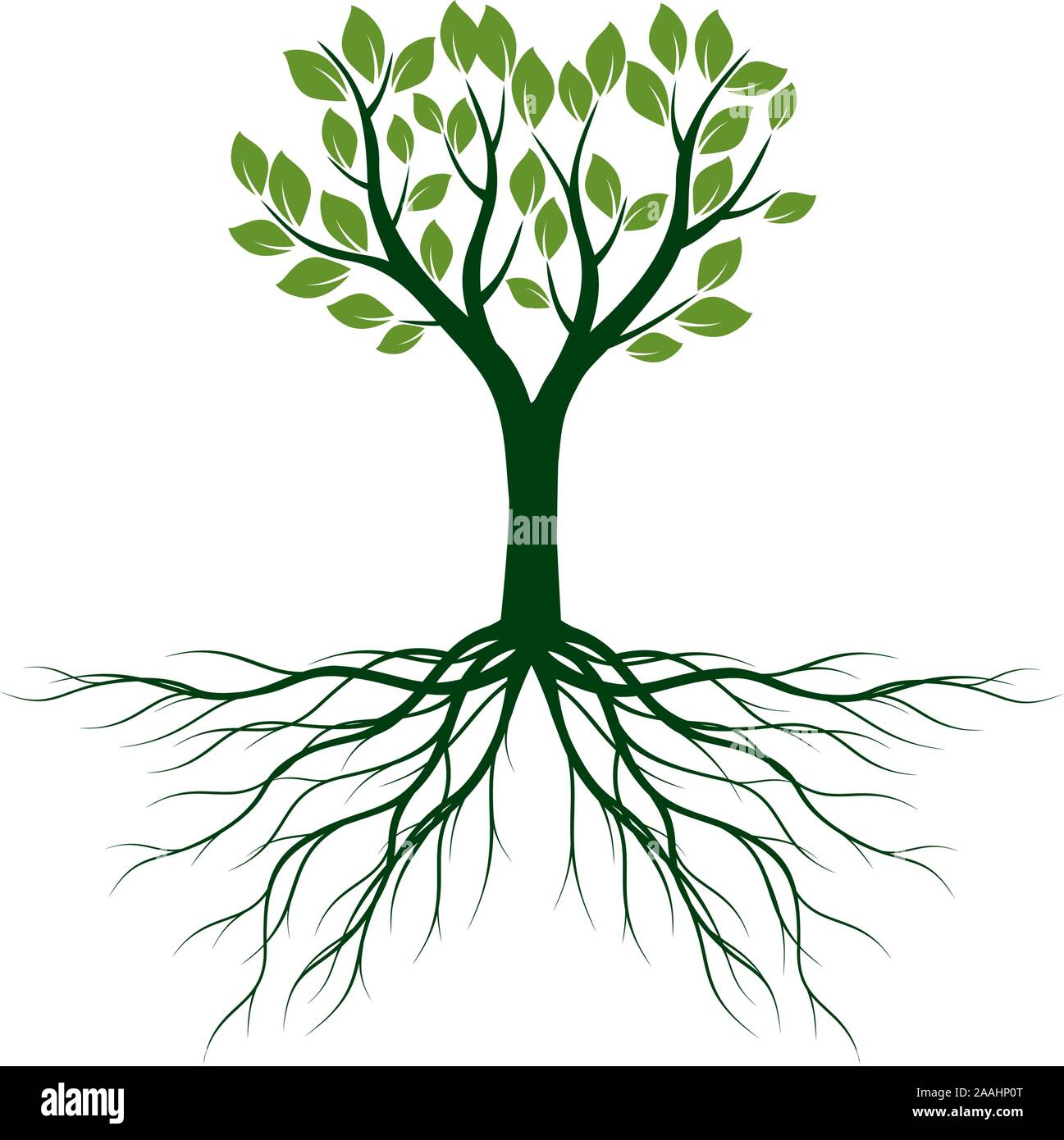 Gruner Baum Mit Blattern Und Wurzeln Vektor Kontur Abbildung Auf Weissen Hintergrund Pflanze Im Garten Stock Vektorgrafik Alamy