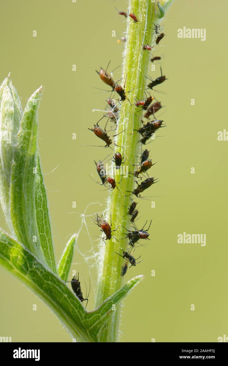 Uroleucon jaceae Fotos und Bildmaterial in hoher Auflösung Alamy