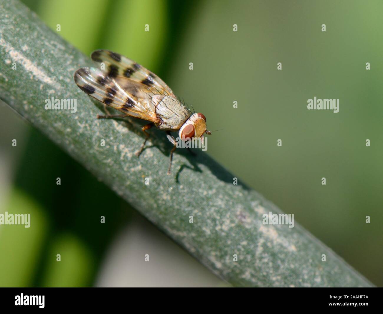 Bild-winged Fly/Gebändert (spotwing Melieria crassipennis) Männliche ruht auf einem flußufer Rush, Fluss Avon, Wiltshire, UK, Juli. Stockfoto