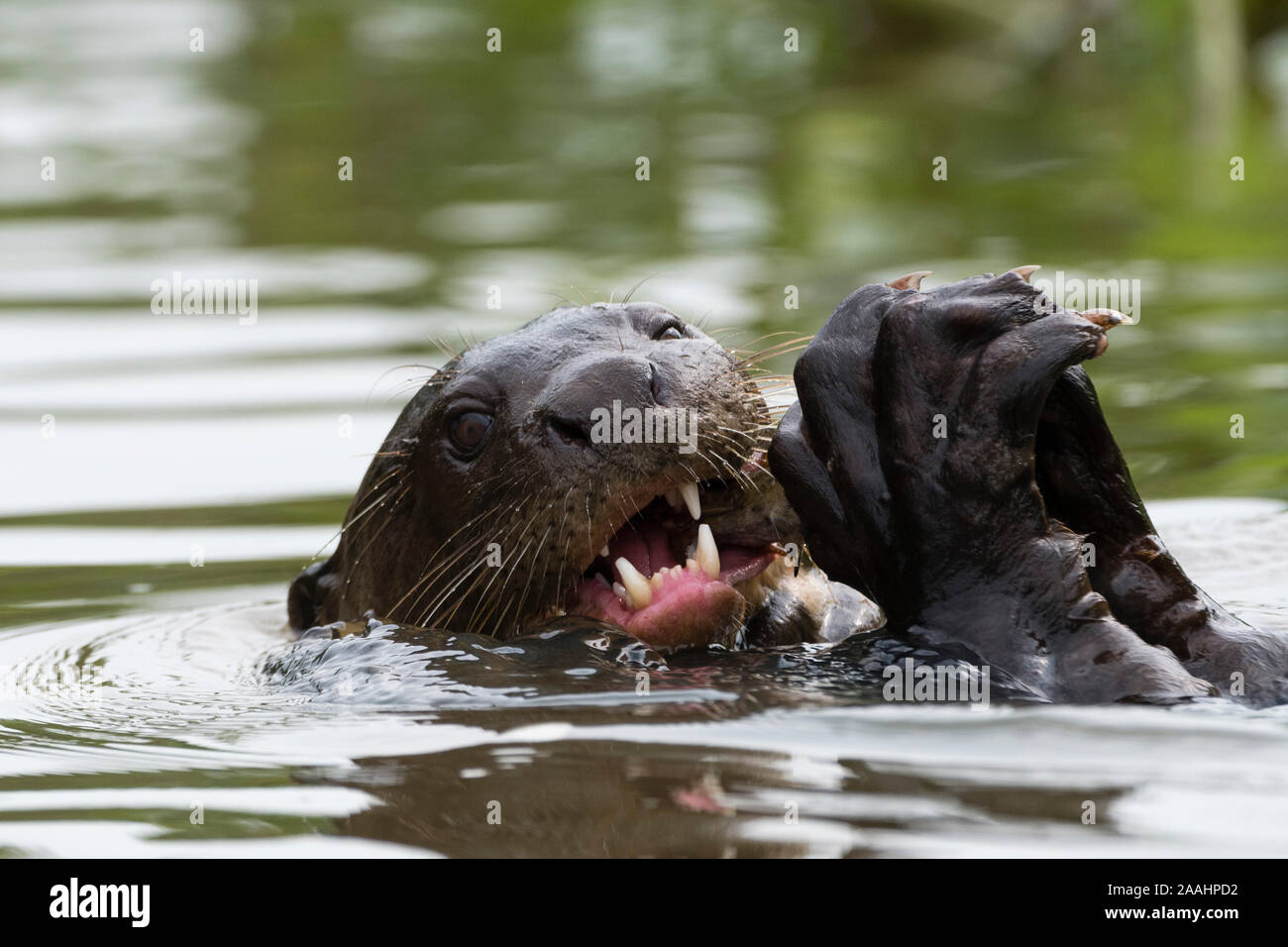 Riesenotter (Pteronura brasiliensis) essen Fische im Fluss, Pantanal, Mato Grosso, Brasilien Stockfoto