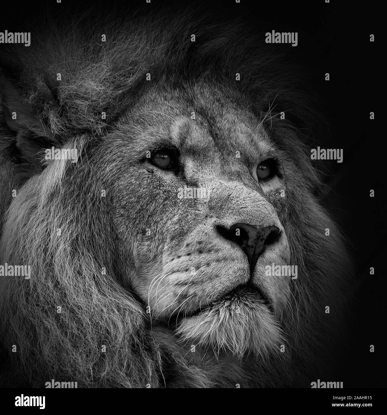 Panthera leo (Captive) - ein Regal Portrait in Schwarzweiß Stockfoto