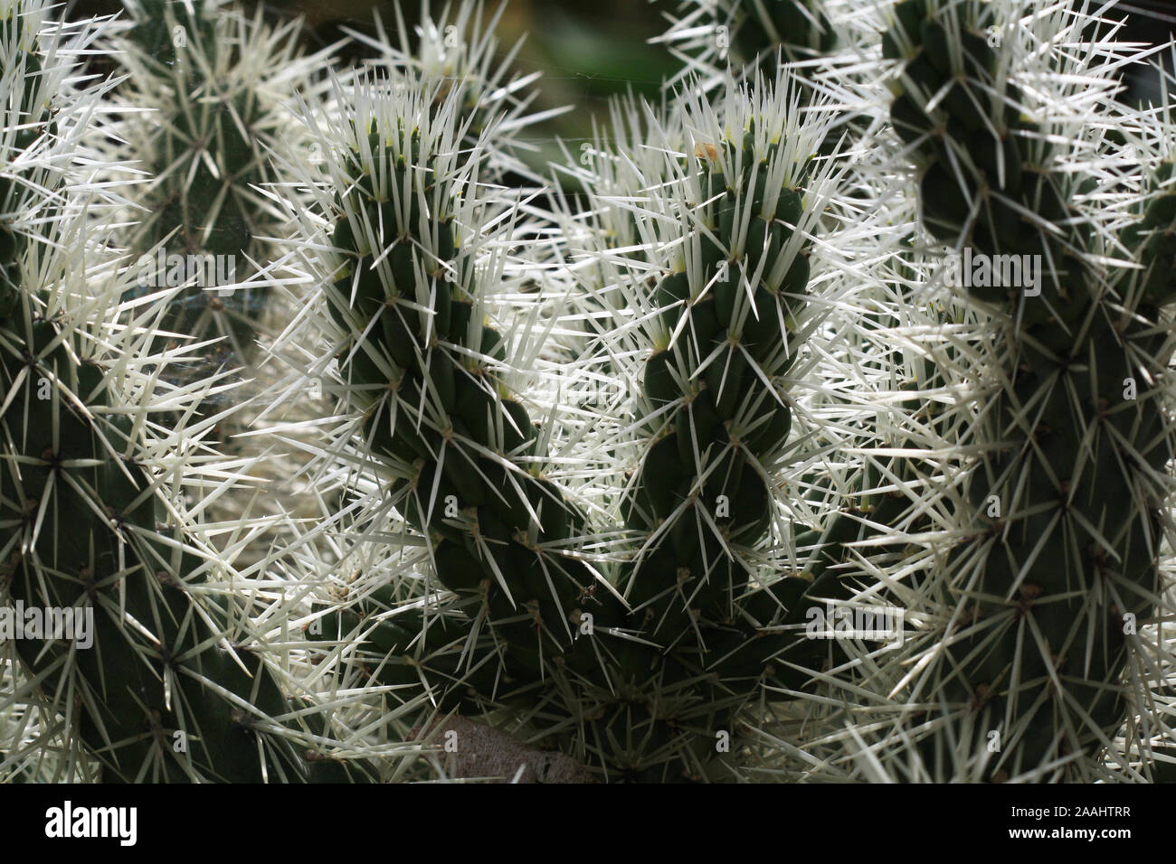 Kaktus cylindropuntia Tunicata Stockfoto