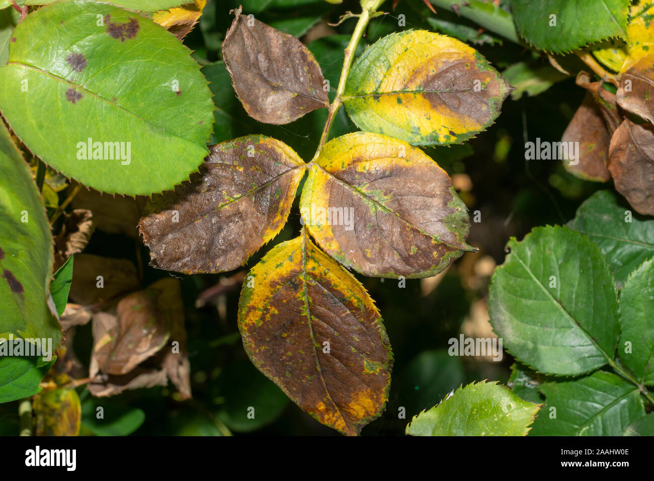 Sick Rosenbusch und Blätter. Schutz gegen Krankheiten in den Garten Stockfoto