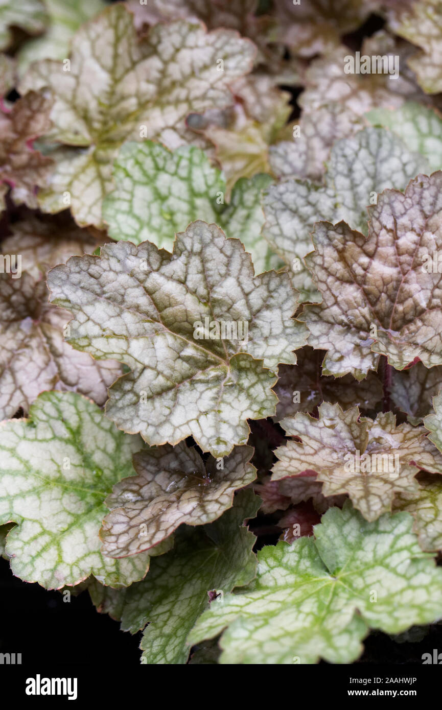 Heuchera 'Green Ginger' Stockfoto