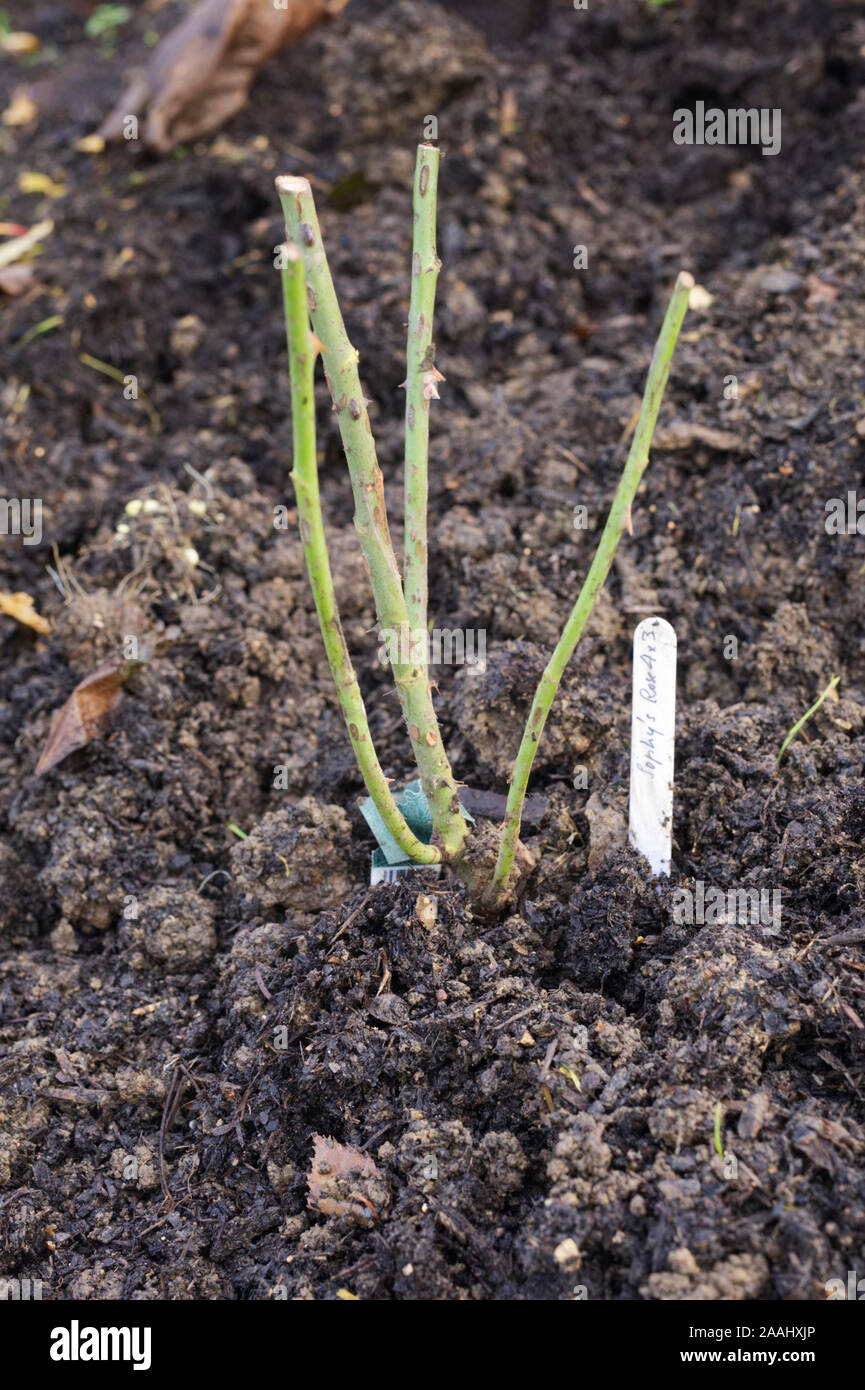 Neu bareroot Rosa's ophy Rose' gepflanzt Stockfoto