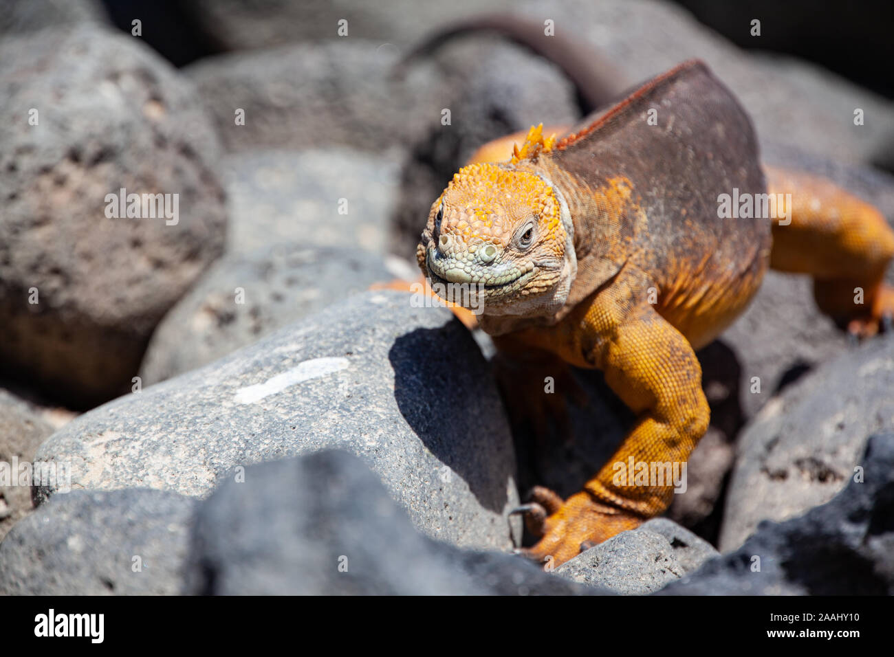 Galapagos land Iguana (Conolophus subcristatus) waling auf Black Rock Stockfoto