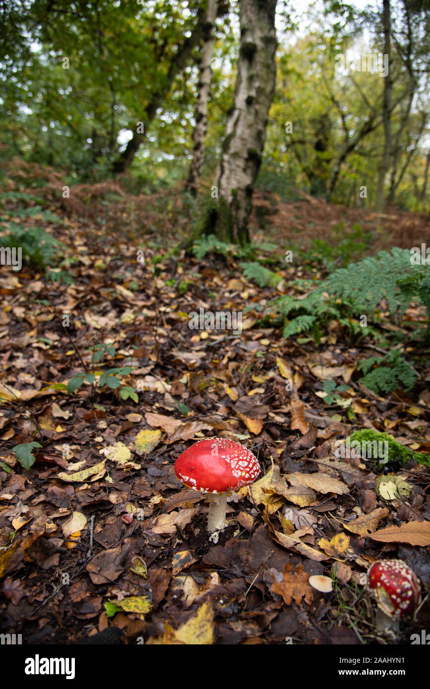 Fly Agaric: Amanita muscria. Surrey, Großbritannien. Stockfoto