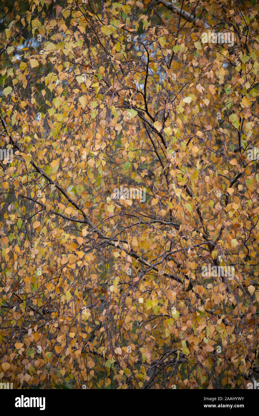 Silver Birch Tree: Betula pendula. Blätter im Herbst. Surrey, Großbritannien. Stockfoto
