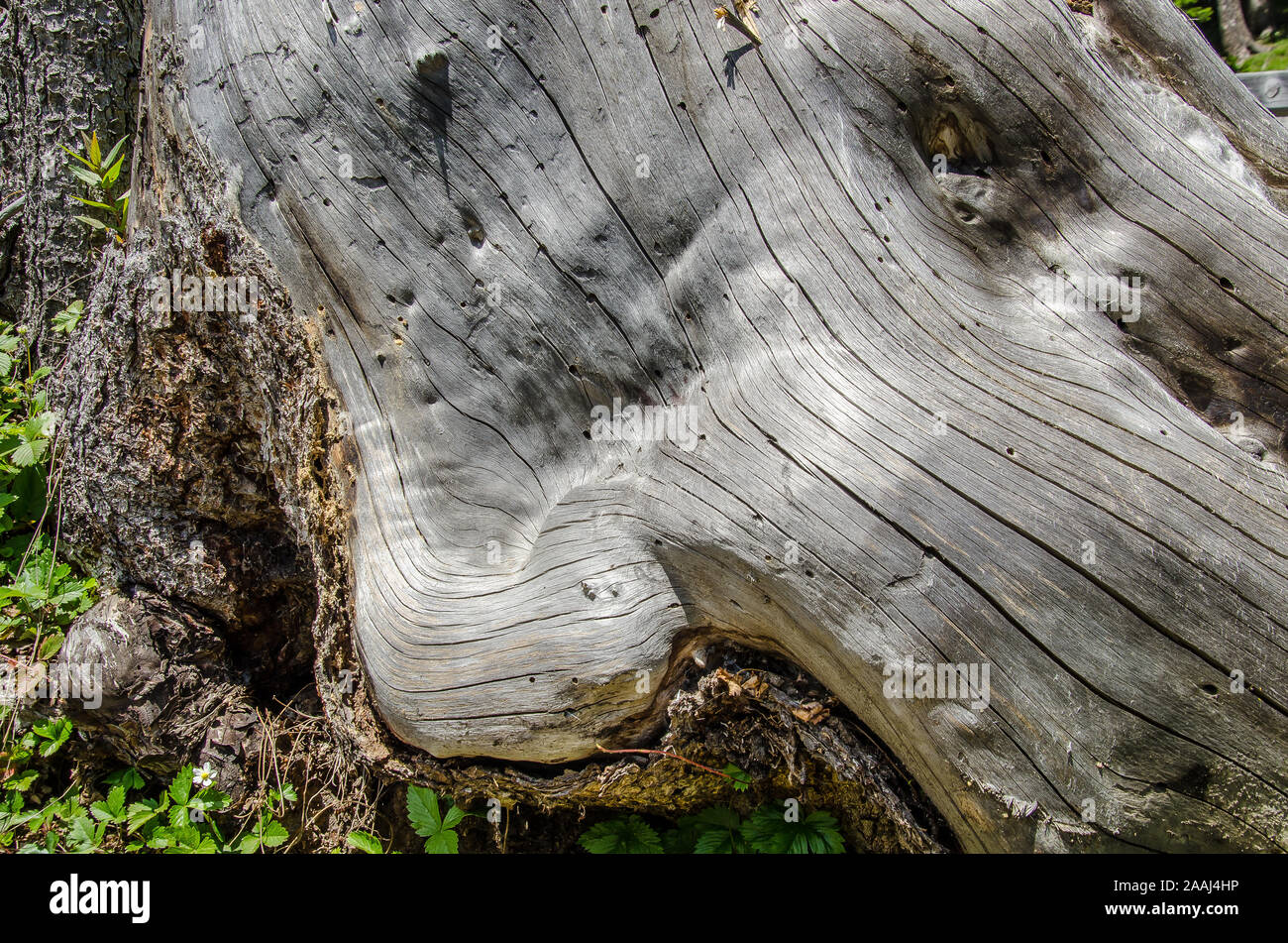 Holz ist ein poröses und faseriges Strukturgewebe, das in den Stängeln und Wurzeln von Bäumen und anderen Gehölzen gefunden wird. Es ist ein organisches Material Stockfoto