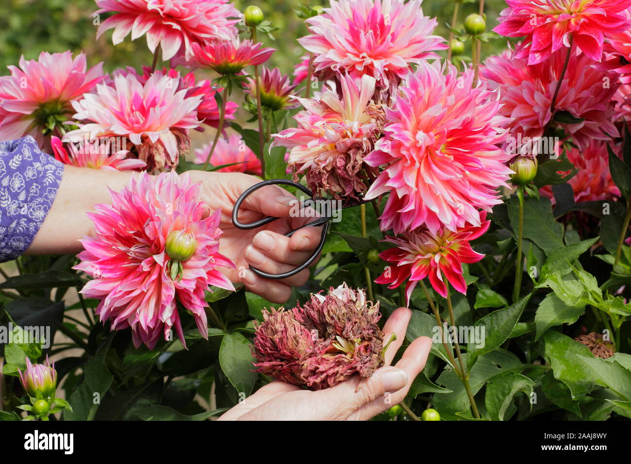 Frau kupplungsdrucköl Dahlien im späten Sommer Garten Grenze - September. Großbritannien Stockfoto