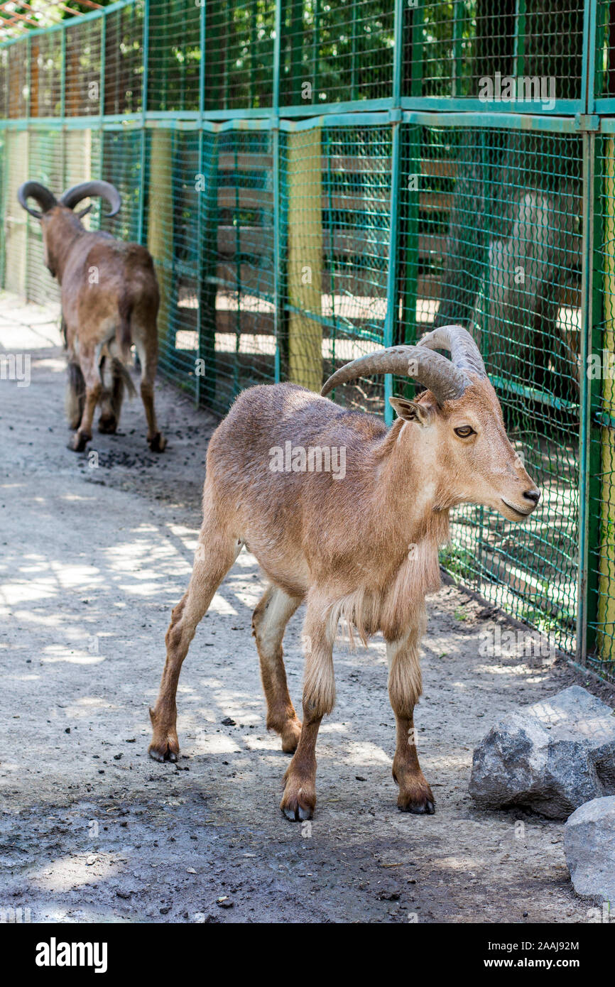 Maned ram. Paar maned Schafe in einem Zoo Stockfoto