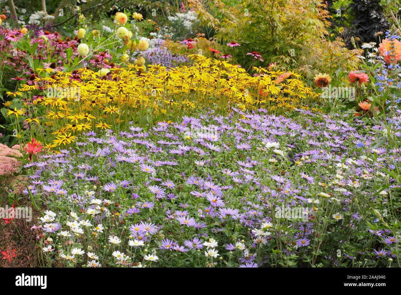 Sommerblumenbeet. Drifts von Aster frikartii „Monch“, Rudbeckia fulgida „Goldsturm“ und Echinacea purpurea „Magnus“ in einem Spätsommer-Garten grenzt an Großbritannien Stockfoto
