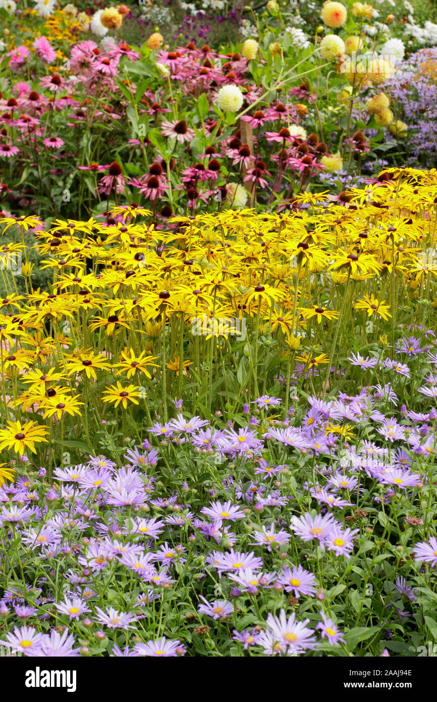 Sommerblumenbeet. Drifts von Aster frikartii „Monch“, Rudbeckia fulgida „Goldsturm“ und Echinacea purpurea „Magnus“ in einem Spätsommer-Garten grenzt an Großbritannien Stockfoto
