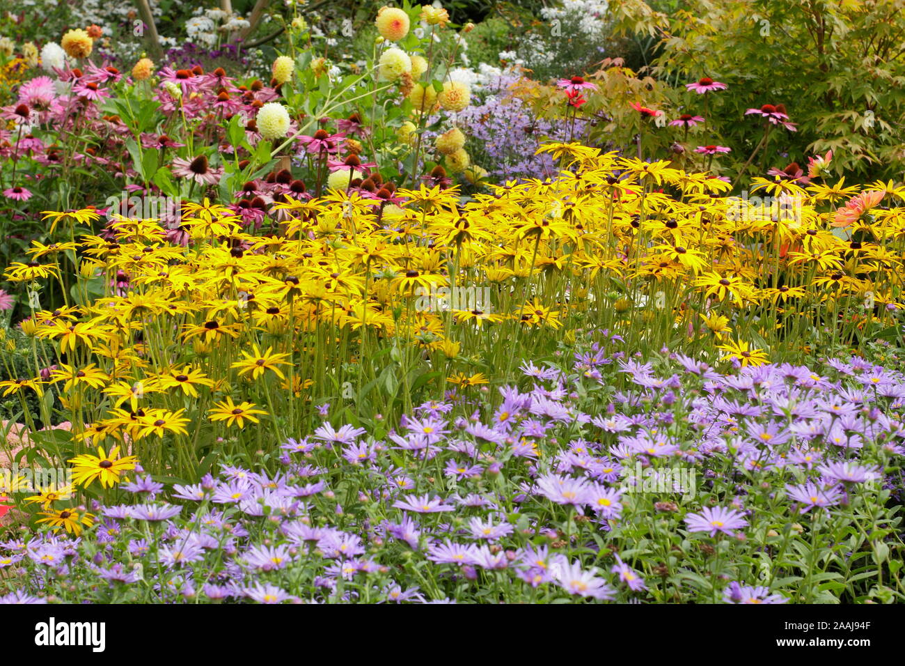 Sommerblumenbeet. Drifts von Aster frikartii „Monch“, Rudbeckia fulgida „Goldsturm“ und Echinacea purpurea „Magnus“ in einem Spätsommer-Garten grenzt an Großbritannien Stockfoto