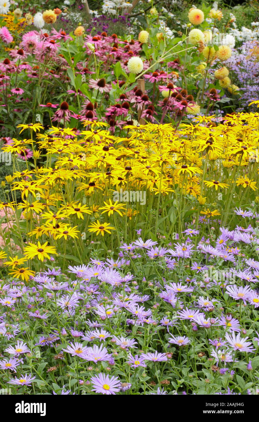 Sommerblumenbeet. Drifts von Aster frikartii „Monch“, Rudbeckia fulgida „Goldsturm“ und Echinacea purpurea „Magnus“ in einem Spätsommer-Garten grenzt an Großbritannien Stockfoto