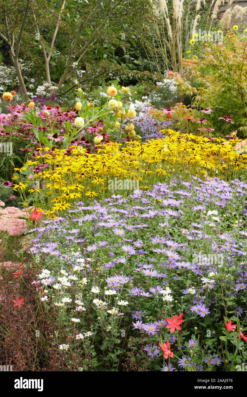Sommerblumenbeet. Drifts von Aster frikartii „Monch“, Rudbeckia fulgida „Goldsturm“ und Echinacea purpurea „Magnus“ in einem Spätsommer-Garten grenzt an Großbritannien Stockfoto