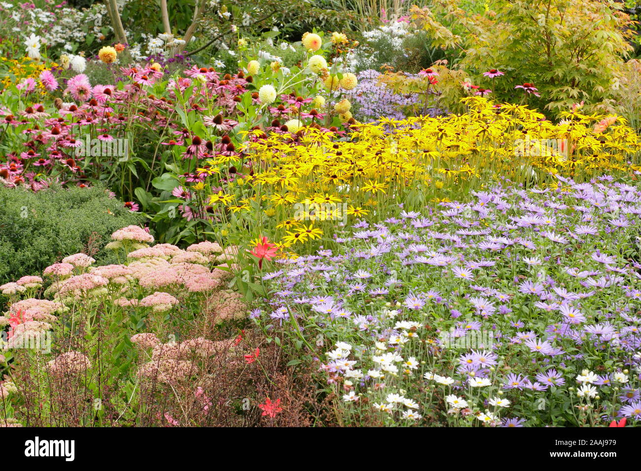 Sommerblumenbeet. Drifts von Aster frikartii „Monch“, Rudbeckia fulgida „Goldsturm“ und Echinacea purpurea „Magnus“ in einem Spätsommer-Garten grenzt an Großbritannien Stockfoto