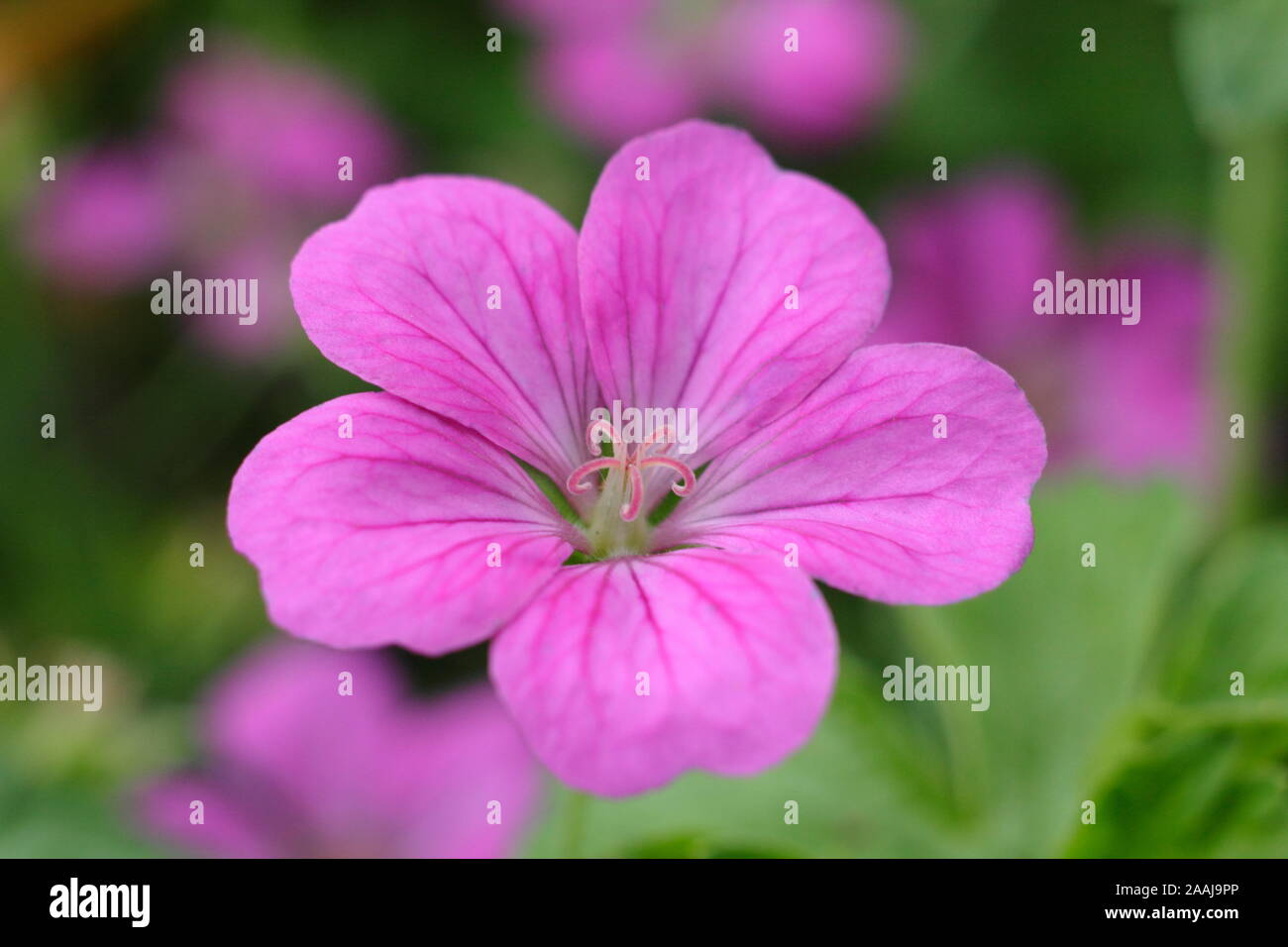 × Geranium riversleaianum "Russell Prichard' Blüte im Spätsommer garten Grenze - September. UK. Hauptversammlung Stockfoto