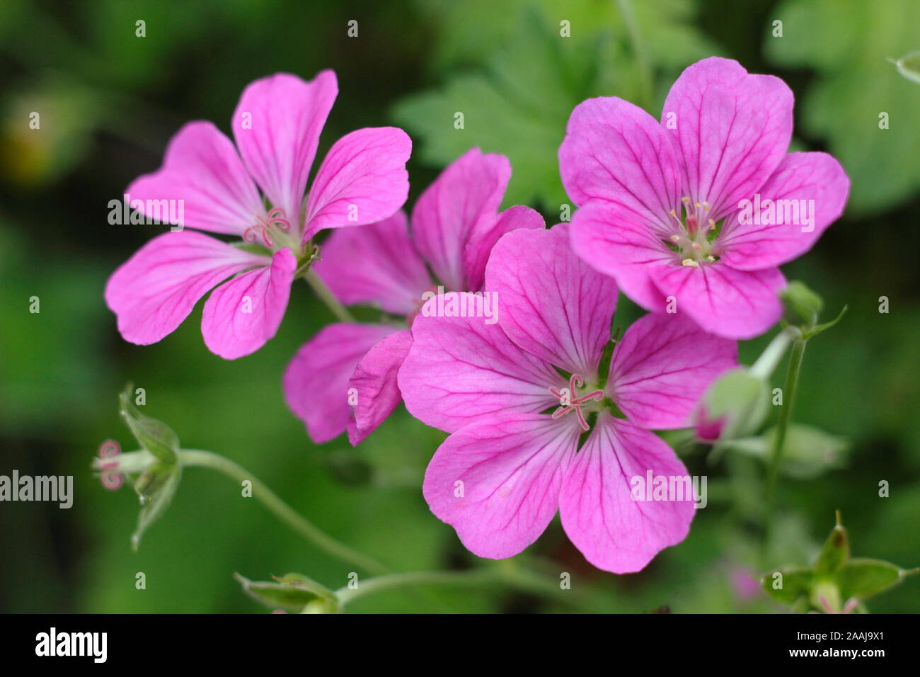× Geranium riversleaianum "Russell Prichard' Blüte im Spätsommer garten Grenze - September. UK. Hauptversammlung Stockfoto