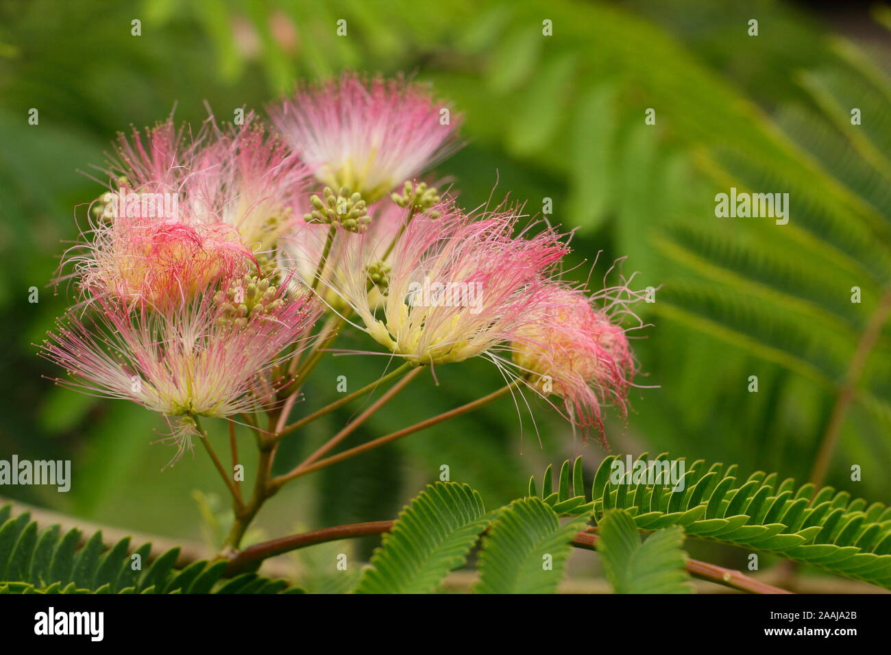 Albizia julibrissin 'Tropische Traum'. Persischer Seide Baum angezeigte markante gefiederten Rosa blüht im Spätsommer - September. Großbritannien Stockfoto