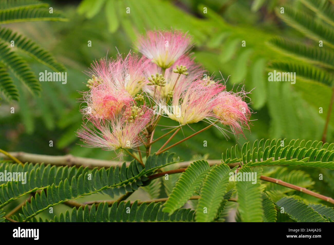 Albizia julibrissin 'Tropische Traum'. Persischer Seide Baum angezeigte markante gefiederten Rosa blüht im Spätsommer - September. Großbritannien Stockfoto