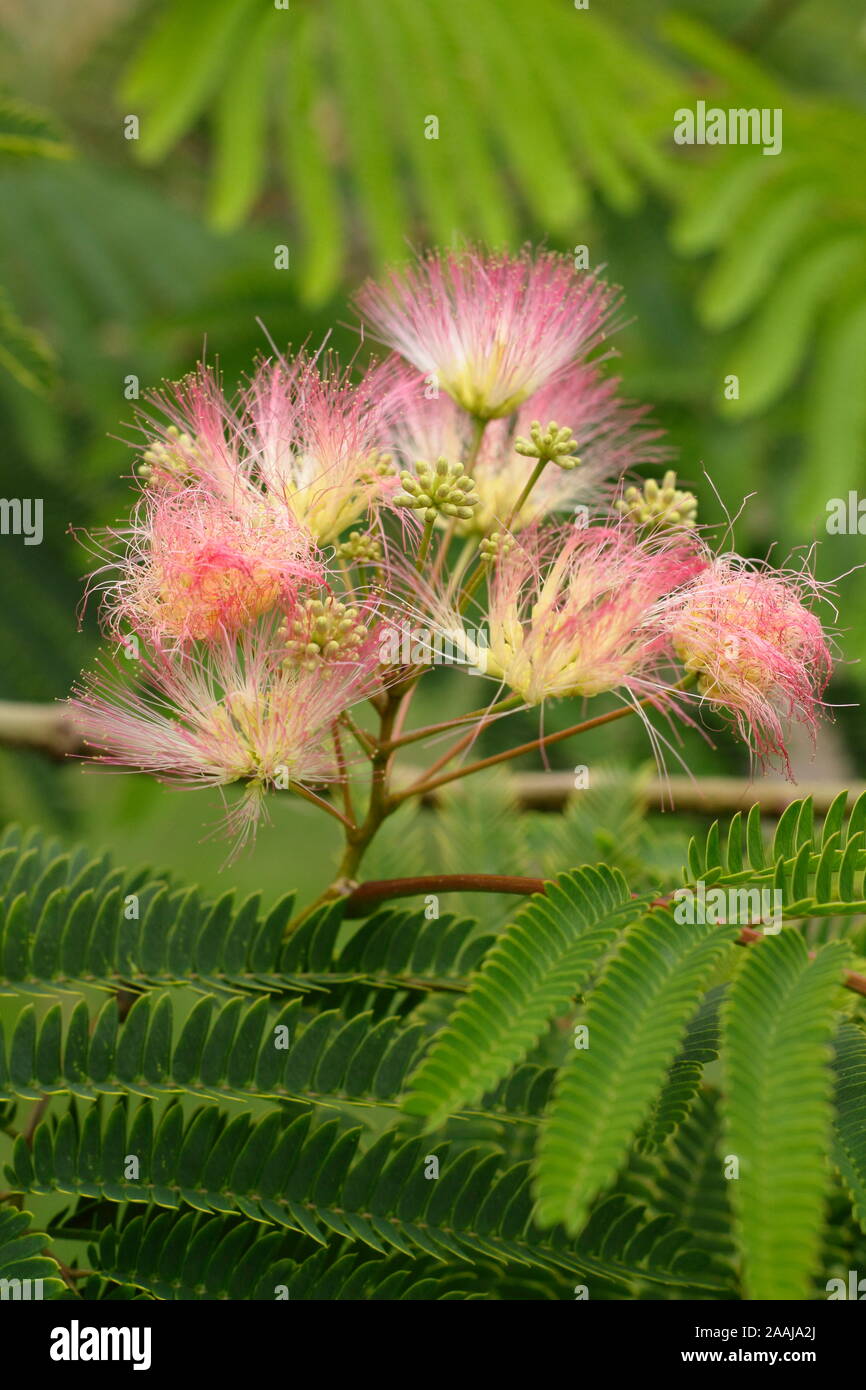 Albizia julibrissin 'Tropische Traum'. Persischer Seide Baum angezeigte markante gefiederten Rosa blüht im Spätsommer - September. Großbritannien Stockfoto