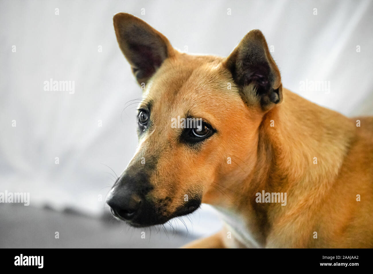 Red Dog Mongrel sieht, Nahaufnahme, Porträt. Stockfoto