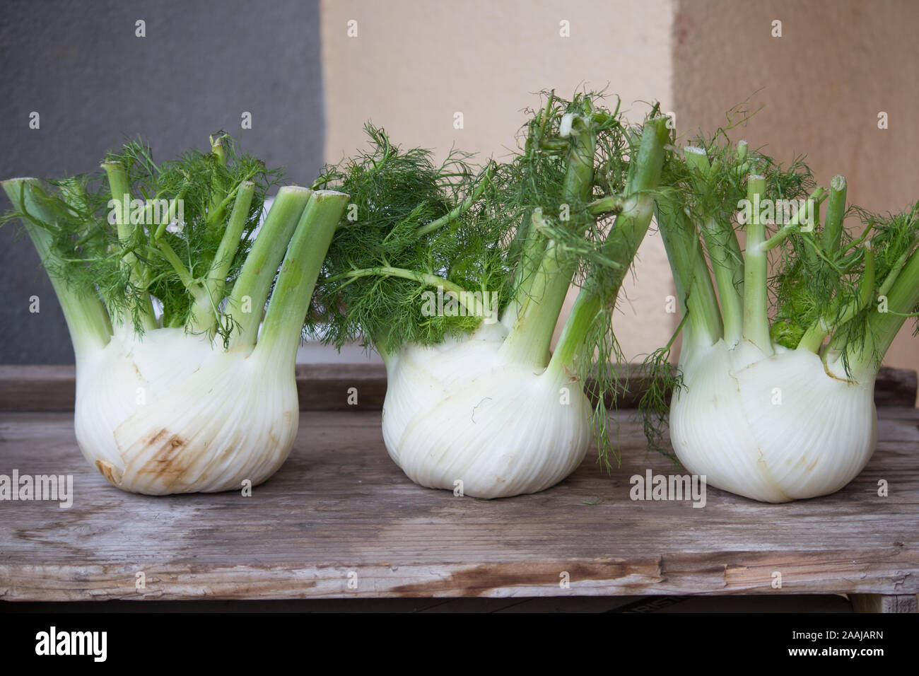 Frische fennels Stockfoto