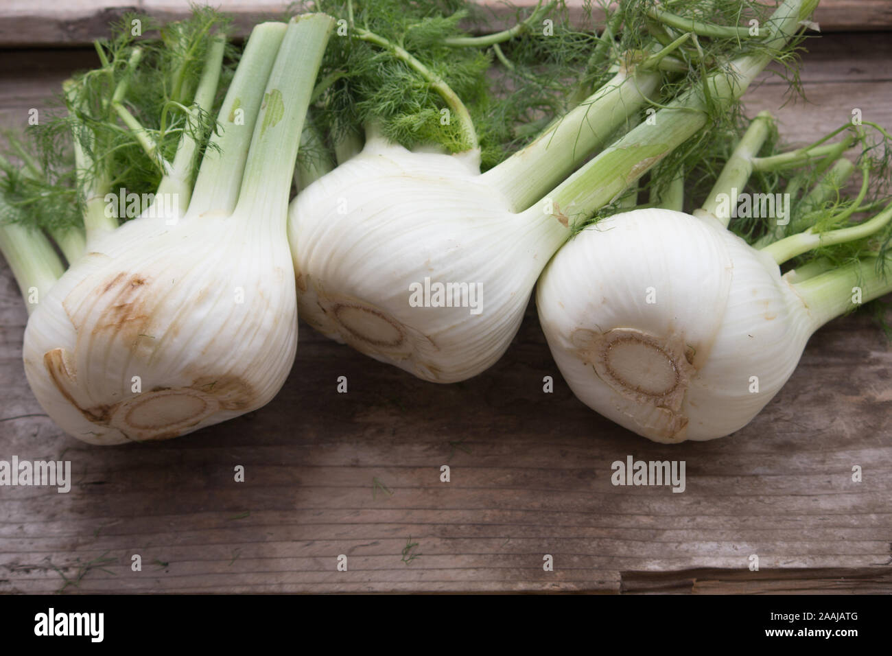 Frische fennels Stockfoto