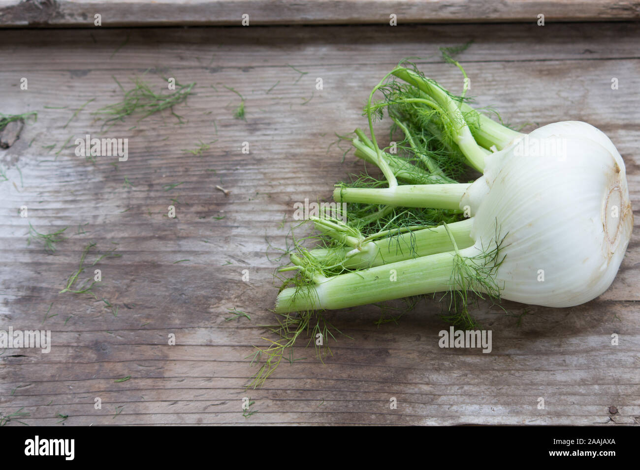 Frische fennels Stockfoto