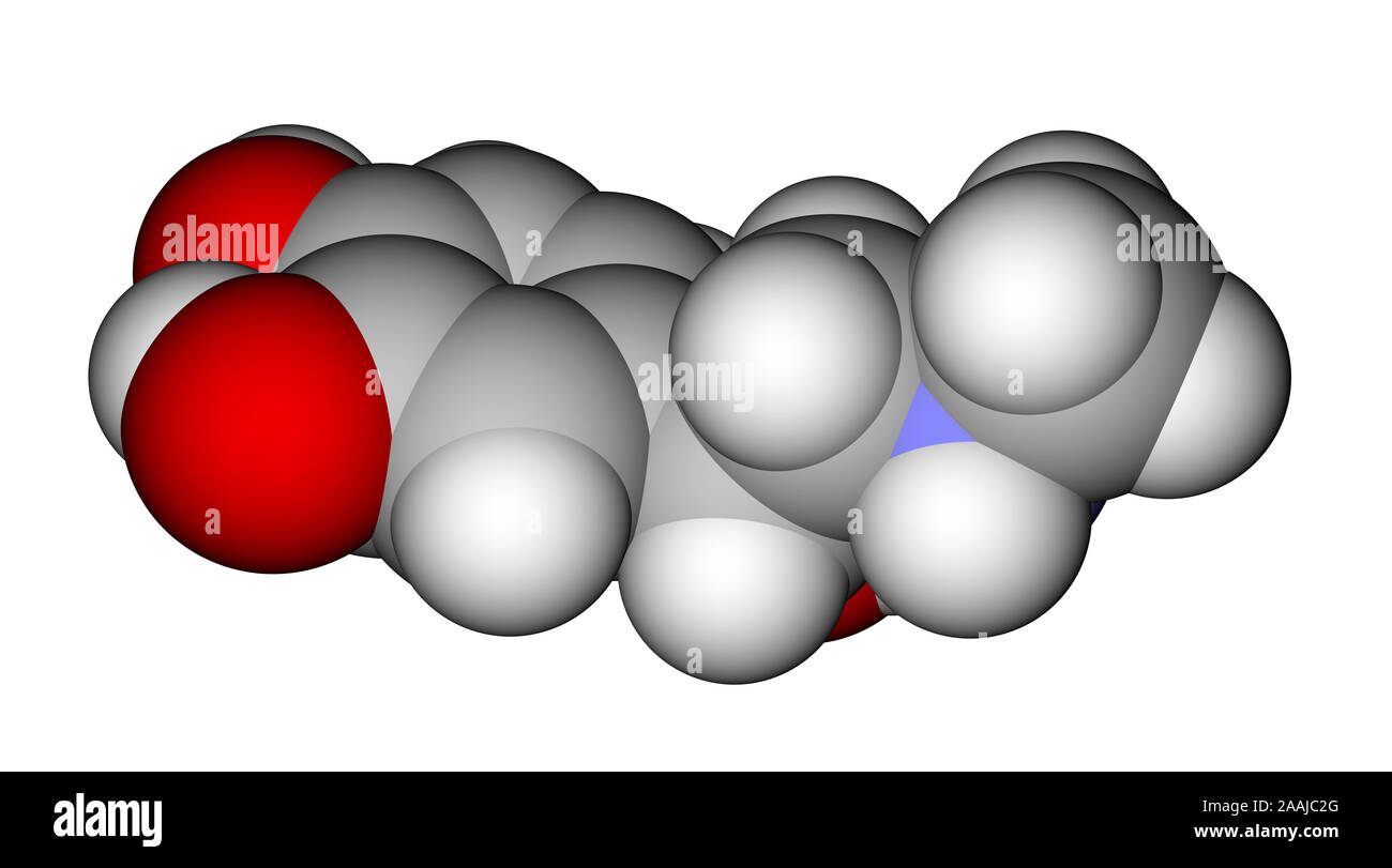 Structure of adrenal gland Fotos und Bildmaterial in hoher Auflösung