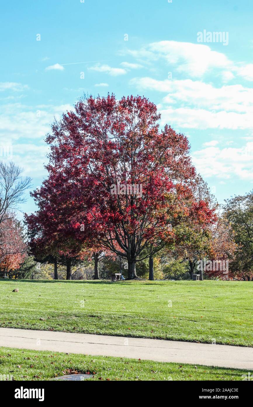 Herbstlaub im Sunset Memorial Park in Danville, Illinois, USA Stockfoto