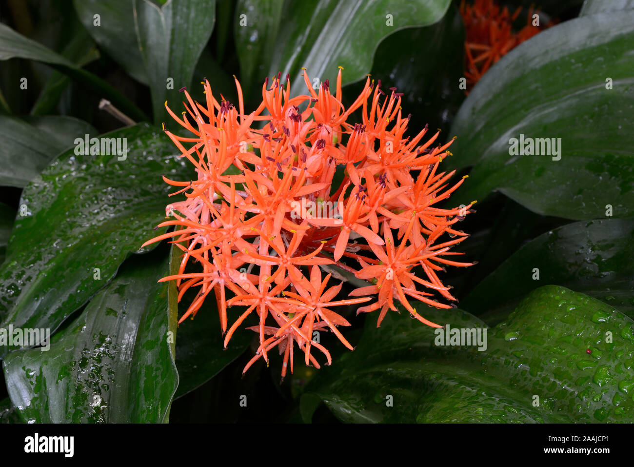 Roter Scadoxus (Scadoxus cinnabarinus) Vorkommen Afrika Stockfoto