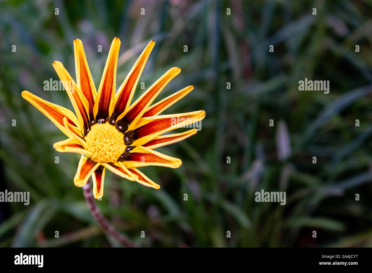 Eine einzelne gelbe und orange Blume Öffnung in voller Blüte auf einem Spaziergang in Marbella, Spanien Stockfoto