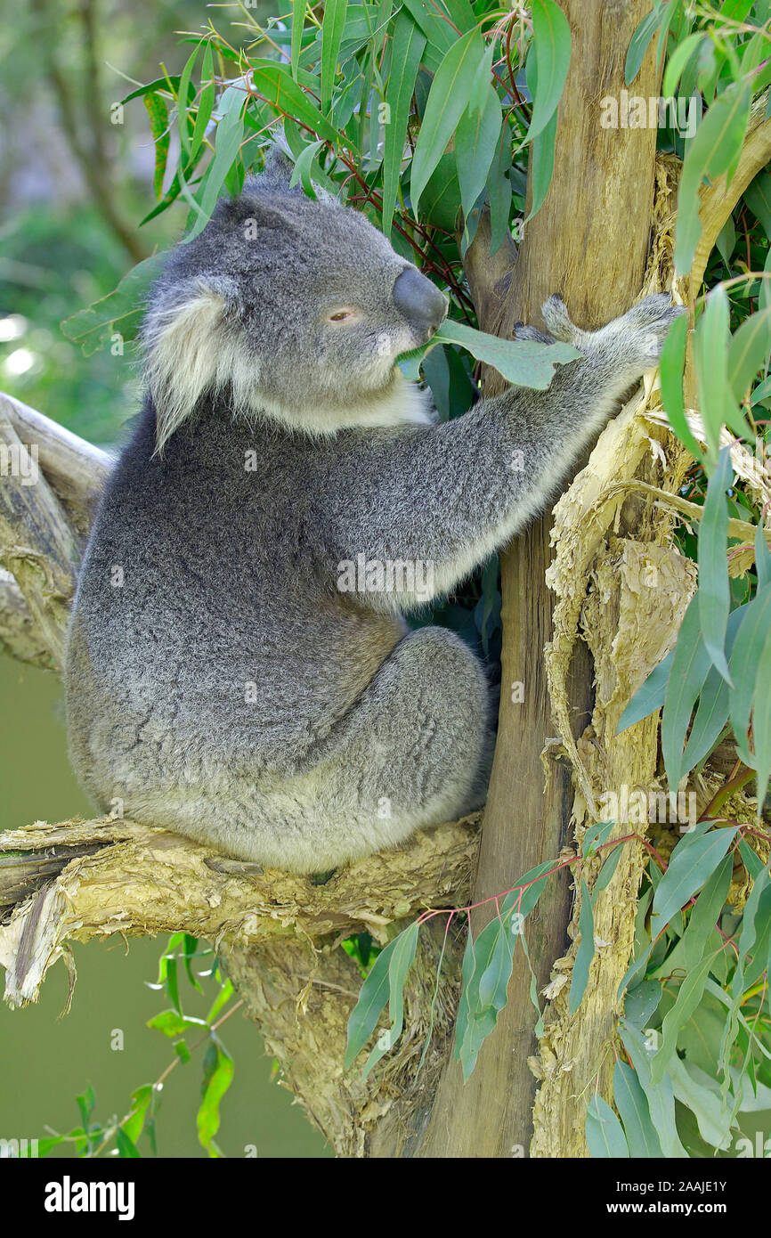 Koala Bär, Phascolarctus cinereus, mit Jungtier, Victoria, Australien Stockfoto
