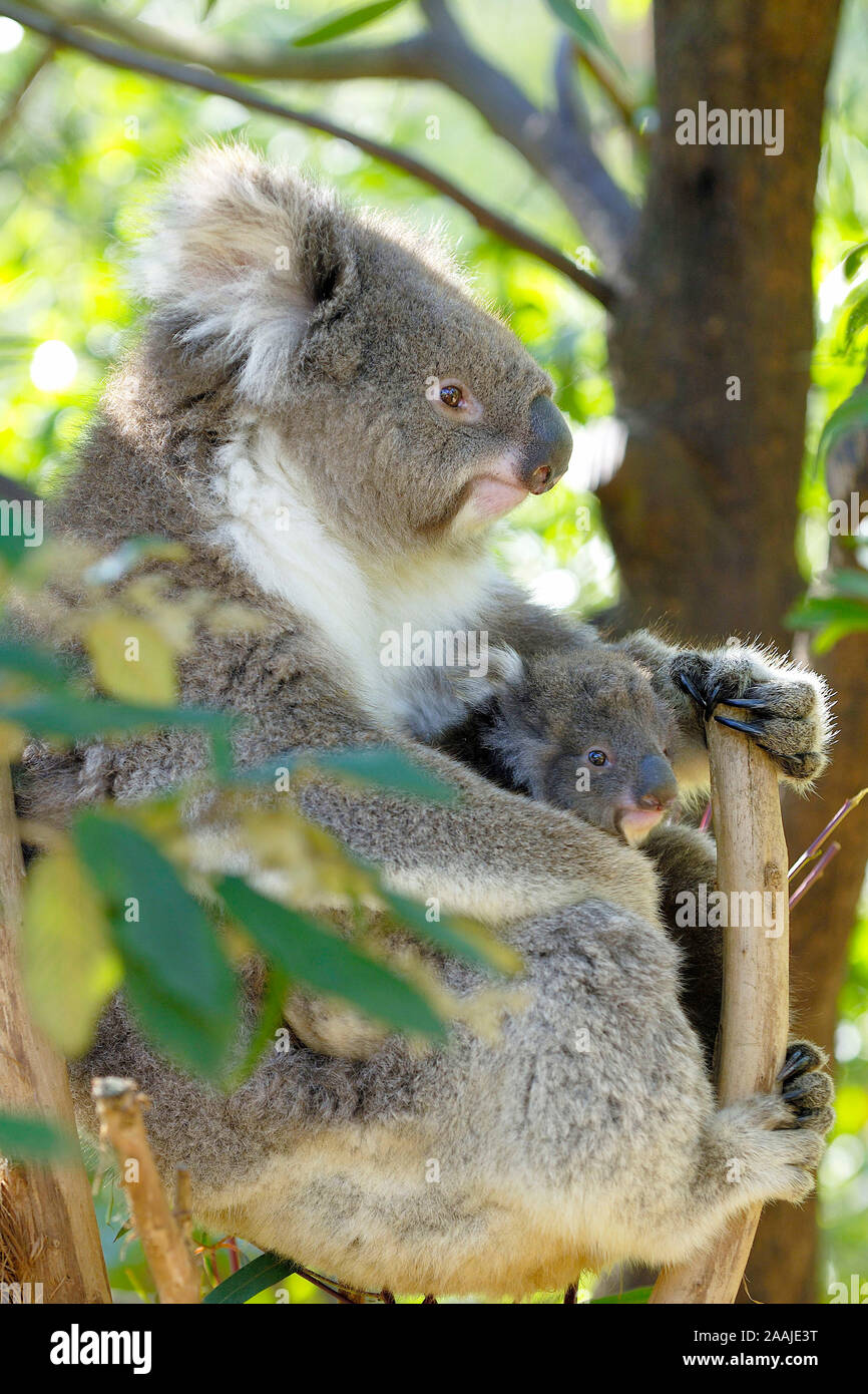 Koala Bär, Phascolarctus cinereus, mit Jungtier, Victoria, Australien Stockfoto