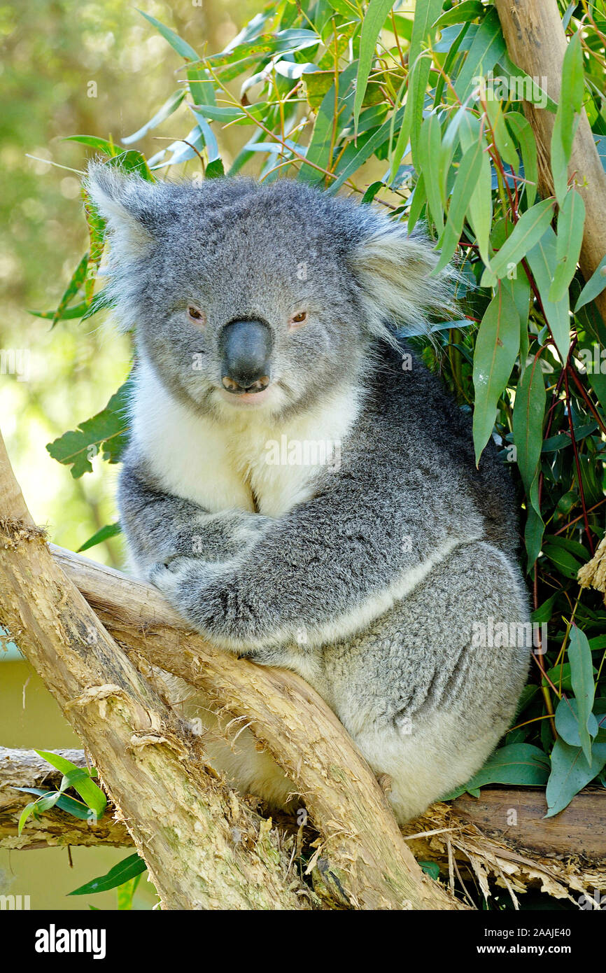 Koala Bär, Phascolarctus cinereus, mit Jungtier, Victoria, Australien Stockfoto