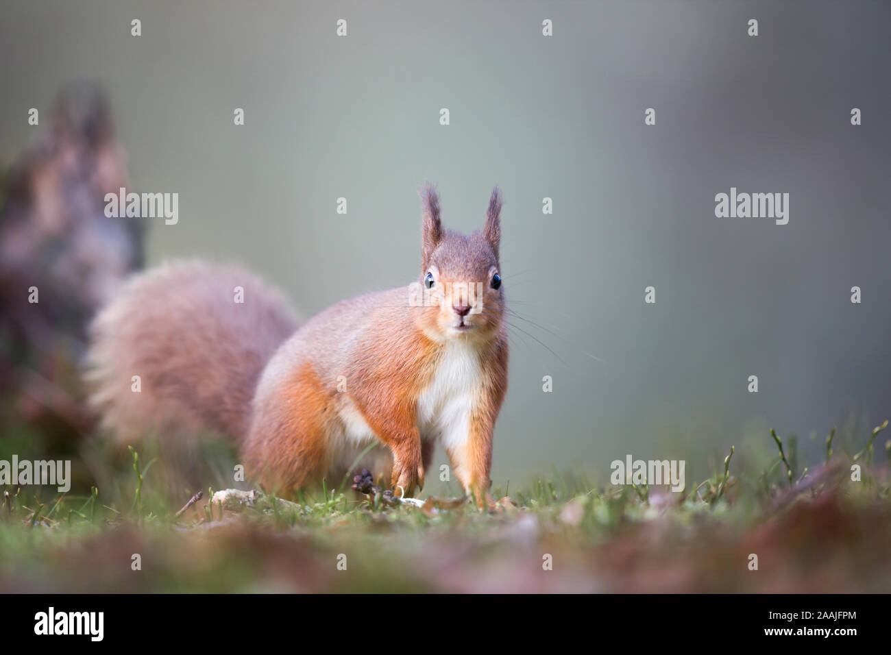 Rotes Eichhörnchen (Sciurus vulgaris) beim Essen auf dem Waldboden, Cairngorms National Park, Schottland, britische Tierwelt Stockfoto