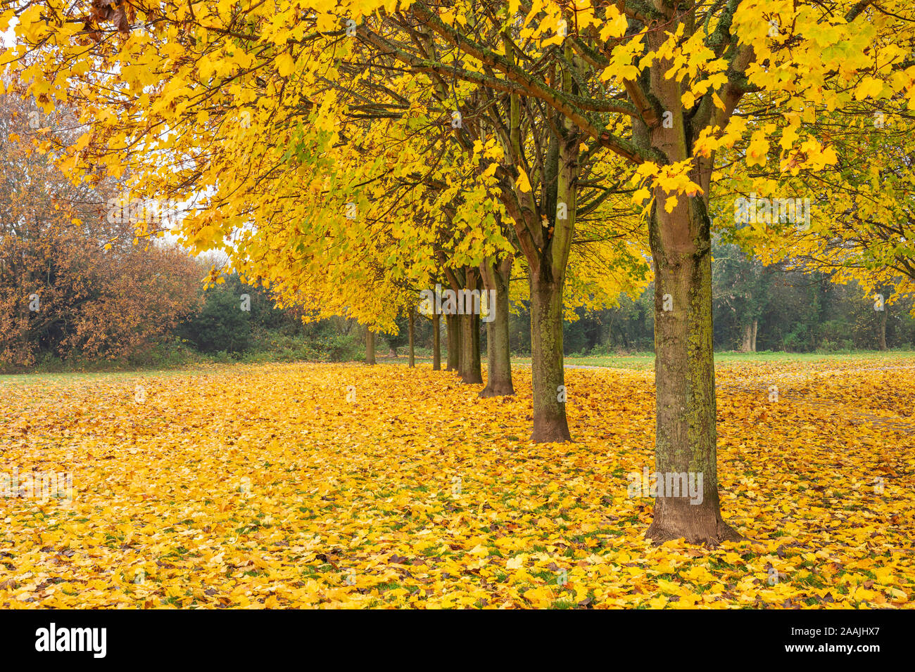 Blätter im Herbst uk Bäume im Herbst Herbst uk Allee der Bäume, deren Blätter im Herbst Reihe von Bäumen mit Herbstfarben England uk gb Europa Stockfoto