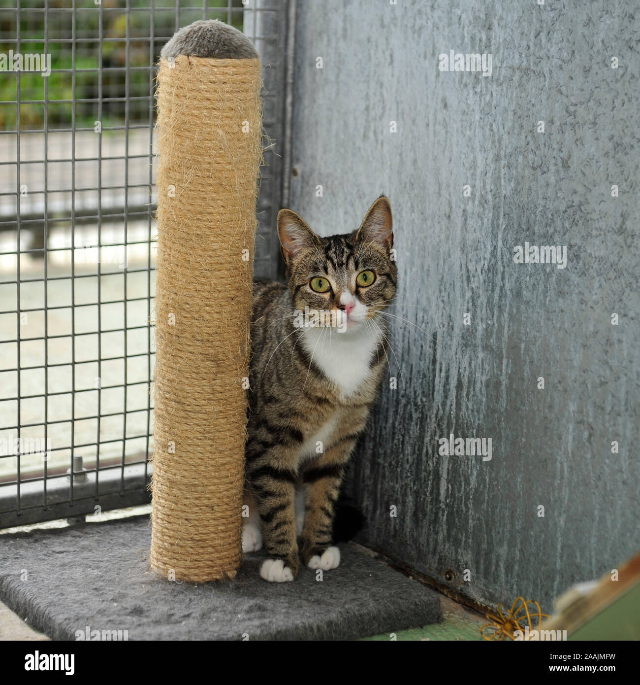Boarding cattery Fotos und Bildmaterial in hoher Auflösung Alamy