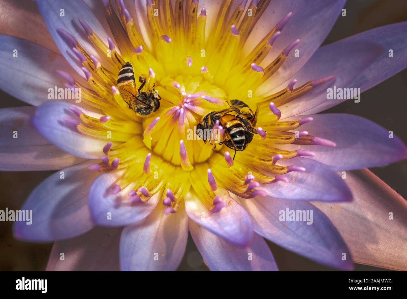 In der Nähe von Bienen bei der Arbeit sammeln Nektar aus einer Seerose Stockfoto