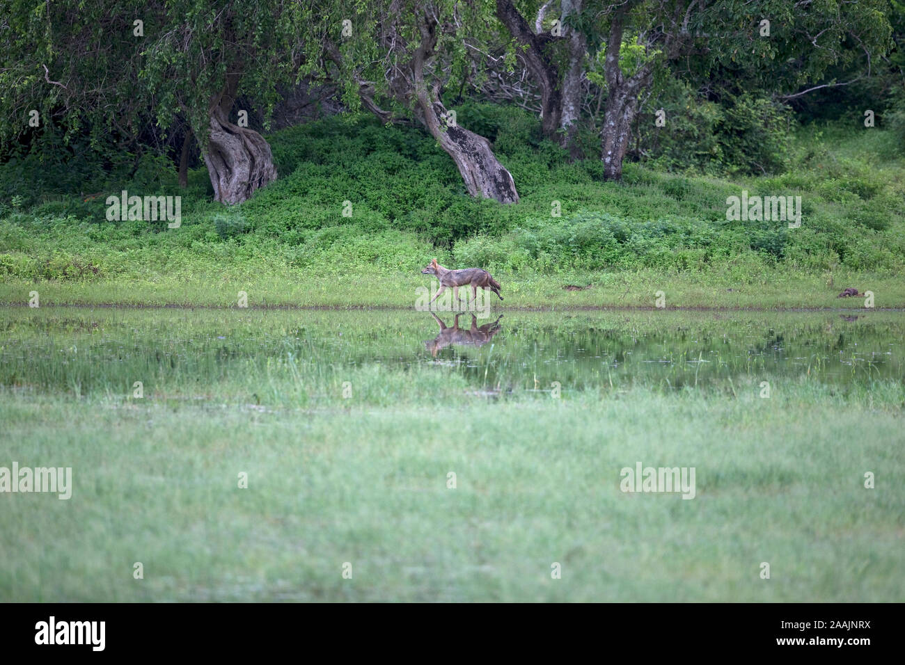 Goldschakal (Canis Aureus) Stockfoto