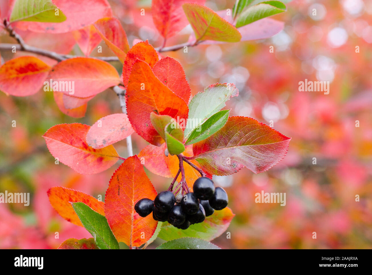 Chokeberries, mit bunten Blättern, in der Saison in einem Park. Stockfoto