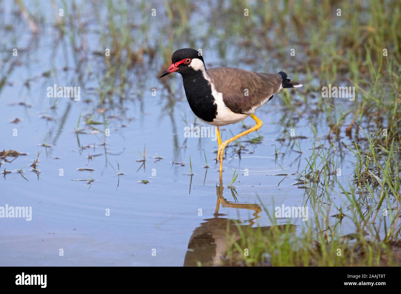 Rot-Flecht-Kiebitz (Vanellus Indicus) Stockfoto