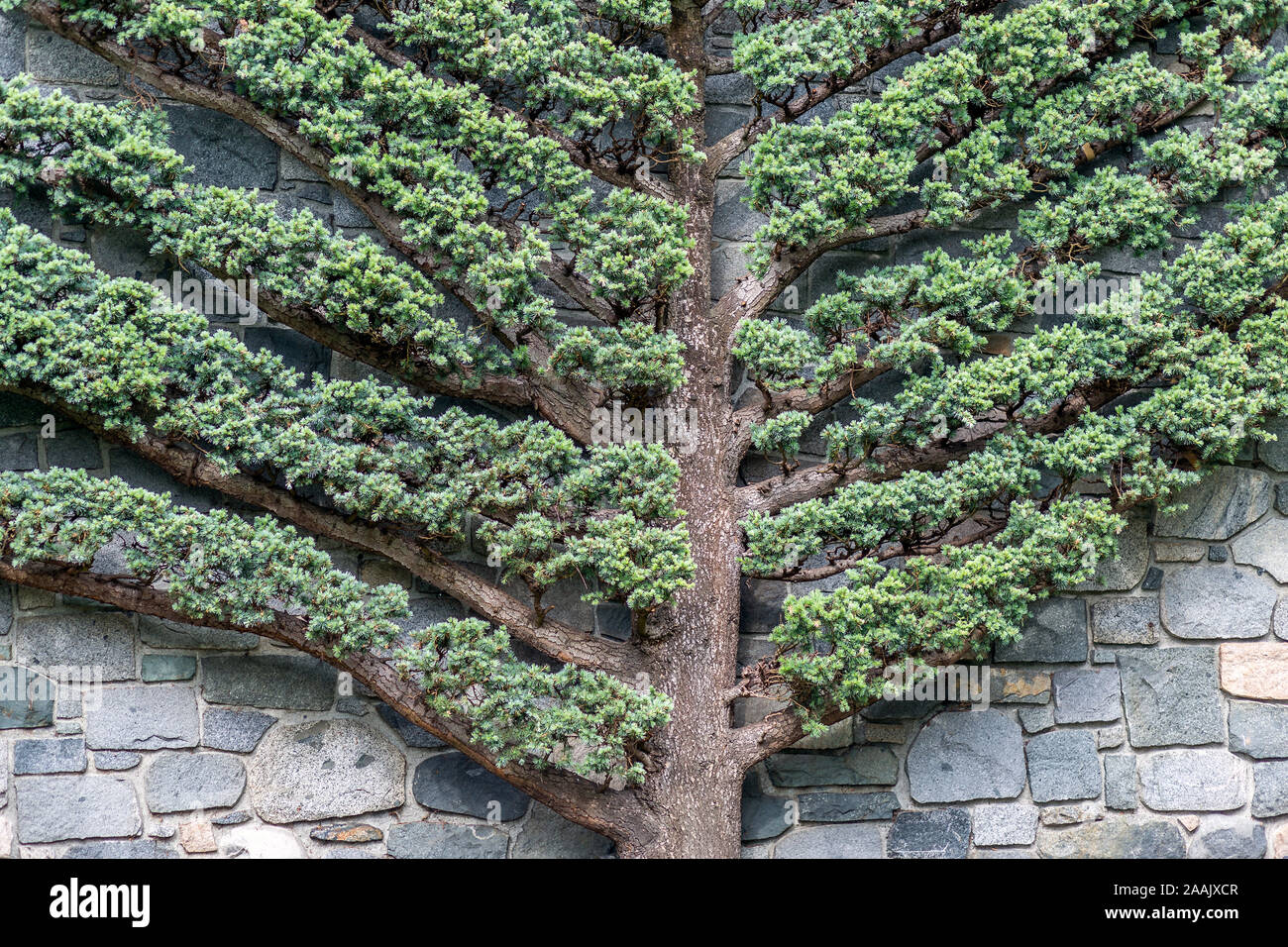 Sehr ungewöhnlich flach Baum mit Felswand hinter sich, schön abstrakten Mustern, geometrischen Form der fischgrätendiagramm oder Störung Baumdiagramm. Stockfoto