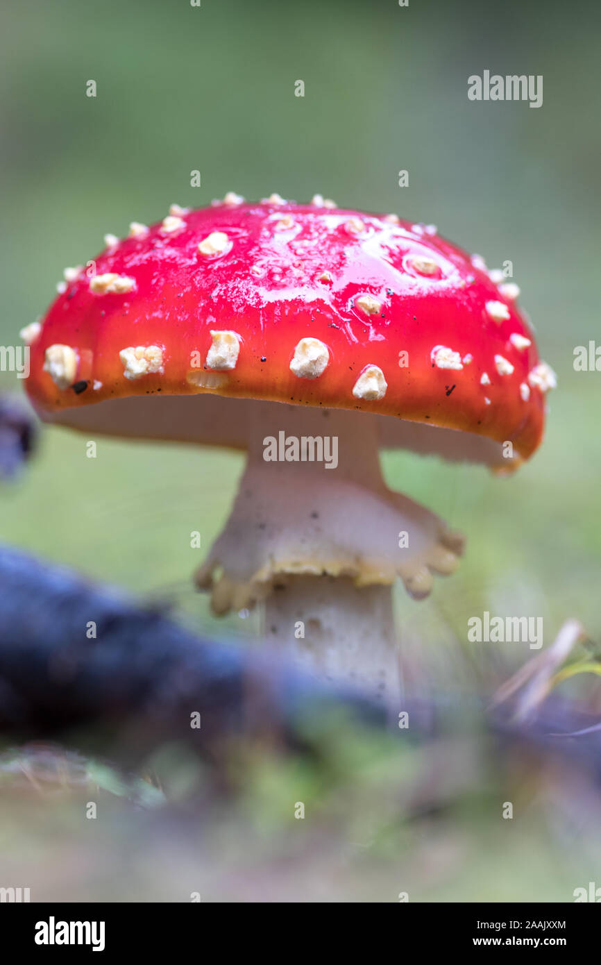 Red mushroom/Fliegenpilz im Wald Stockfoto